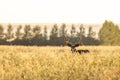 Large Mule Deer Buck