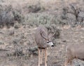 Large mule deer buck picks up on scent Royalty Free Stock Photo