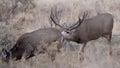 Large mule deer buck picks up on scent Royalty Free Stock Photo