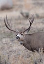 Large mule deer buck picks up on scent Royalty Free Stock Photo