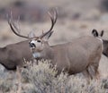 Large mule deer buck picks up on scent Royalty Free Stock Photo