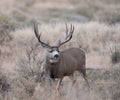 Large mule deer buck picks up on scent Royalty Free Stock Photo