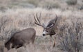 Large mule deer buck picks up on scent Royalty Free Stock Photo