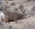 Large mule deer buck picks up on scent Royalty Free Stock Photo