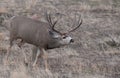 Large mule deer buck picks up on scent Royalty Free Stock Photo