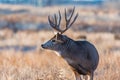 A Large  Mule Deer Buck Profile Royalty Free Stock Photo