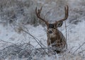 A Large Mule Deer Buck in a Field While its Snowing Royalty Free Stock Photo