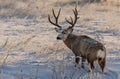 A Large Mule Deer Buck in Snow