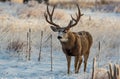 A Large Mule Deer Buck in Snow Royalty Free Stock Photo