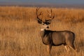 A Large Mule Deer Buck in a Field During Autumn Royalty Free Stock Photo