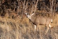 A Large Mule Deer Buck in a Field During Autumn Royalty Free Stock Photo