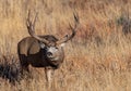 A Massive Mule Deer Buck in a Field During Autumn Royalty Free Stock Photo