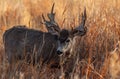 A Large Mule Deer Buck with Palmated Antlers Royalty Free Stock Photo
