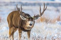 A Large Mule Deer Buck Roaming the Plains after a Snowstorm