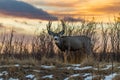 A Large Mule Deer Buck At Sunrise Royalty Free Stock Photo