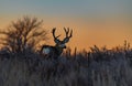 A Large Mule Deer Buck At Sunrise Royalty Free Stock Photo