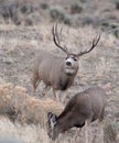 Large mule deer buck Royalty Free Stock Photo