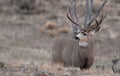 Large mule deer buck Royalty Free Stock Photo