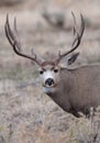 Large mule deer buck Royalty Free Stock Photo