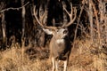 A Large Mule Deer Buck Smelling the Fresh Air Royalty Free Stock Photo