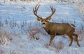 A Large Mule Deer Buck in Snow Royalty Free Stock Photo