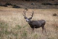 Large mule deer buck standing in tall grass in the meadow Royalty Free Stock Photo