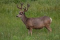 A Large Mule Deer Buck with Velvet Antlers