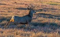 A Beautiful Mule Deer Buck in the Plains of Colorado