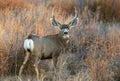 A Beautiful Mule Deer Buck in the Plains of Colorado