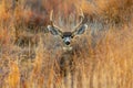 A Beautiful Mule Deer Buck Resting in the Plains of Colorado