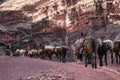 Large Mule Train Takes A Rest Before Heading To The Rim Of The Grand Canyon Royalty Free Stock Photo