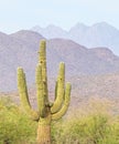 Arizona Saguaro and Mountains Royalty Free Stock Photo