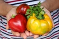Large multi-colored bell peppers in female palms. Royalty Free Stock Photo