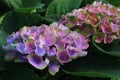 Large multi-colored lilac hydrangea flowers