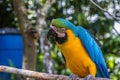 A large multi-colored macaw parrot sits on a branch Royalty Free Stock Photo