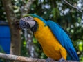 A large multi-colored macaw parrot sits on a branch Royalty Free Stock Photo