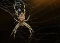 A large multi-colored spider braids its web Royalty Free Stock Photo