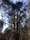 A large multi-stemmed pine tree in the forest.