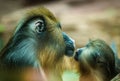 Large multicolor mandrill with a baby