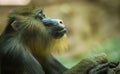 Large multicolor mandrill with expressive face