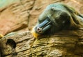 Large multicolor mandrill with expressive face