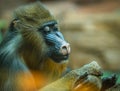 Large multicolor mandrill with expressive face