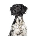 Large Munsterlander, 1 year old, in front of white background