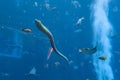 Large muraena moray eel, muraenidae in a huge aquarium in Hotel Atlantis on Hainan, Sanya, China