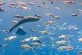 Large muraena moray eel, muraenidae in a huge aquarium in Hotel Atlantis on Hainan, Sanya, China