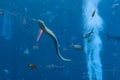 Large muraena moray eel, muraenidae in a huge aquarium in Hotel Atlantis on Hainan, Sanya, China