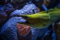 Large muraena swimming all around Royalty Free Stock Photo