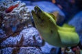 Large muraena swimming all around Royalty Free Stock Photo