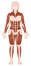 Large Muscle Groups Female Body Front View Royalty Free Stock Photo