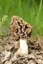 Large Mushroom Royalty Free Stock Photo